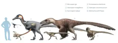 Schéma montrant la taille du vélociraptor (2), en comparaison avec divers droméosauridés.