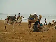 Dromadaires sur la plage d'Essaouira