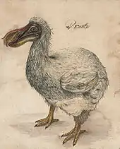 dessin d'un oiseau