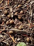 Groupe de crottes brunes en forme de petites billes