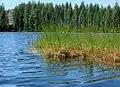 Habitat de Drosera anglica dans l'Oregon