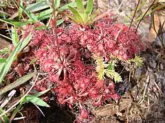 Description de l'image Drosera_brevifolia_1.jpg.