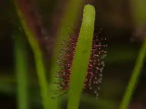 Description de l'image Drosera capensis1.jpg.