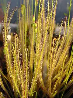 Description de l'image Drosera filiformis ne1.jpg.