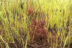 Description de l'image Drosera hartmeyerorum Standort1.jpg.