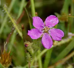 Description de l'image Drosera indica (Gawati Davbindu) in Narsghapur, AP W2 IMG 0949.jpg.