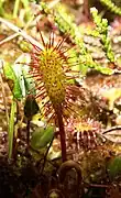 Photographie d'une plante carnivore en sous-bois.