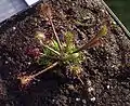 Drosera longifolia