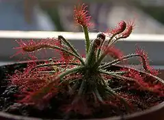 Description de l'image Drosera neocaledonica Darwiniana.jpg.