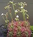 Drosera