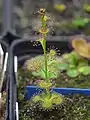 Drosera platypoda