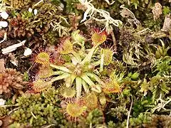 Drosera rotundifolia