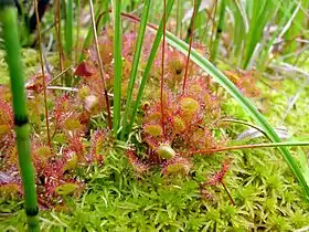 Droséra à feuilles rondes (Drosera rotundifolia)