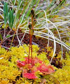 La droséra à feuilles rondes (Drosera rotundifolia)