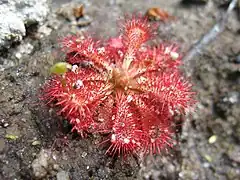 Description de l'image Drosera spatulata 1.jpg.