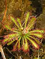 Drosera ultramafica.