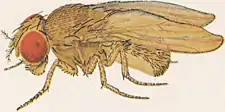 Description de l'image Drosophila ananassae female.png.