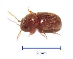 Vu de trois-quarts dos Lasioderma se reconnaît à ses antennes en dents de scie et ses élytres lisses