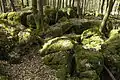 La forêt des druides, près de Wiesenttal