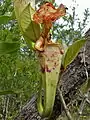 Fourmis Polyrhachis pruinosa sur une plante carnivore Nepenthes rafflesiana