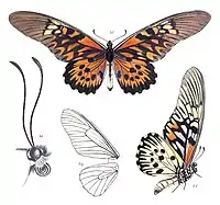 Papilio antimachus, mâle vue dorsale (en haut) et vue latérale (à droite), détail de la tête et veines des ailes de la femelle