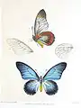 Papilio zalmoxis mâle, illustration