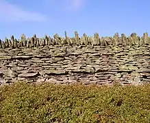 Parement de mur de clôture exhibant deux rangées de boutisses parpaignes saillantes, Yorkshire du Nord (Grande-Bretagne).
