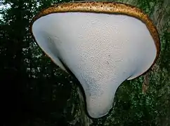 Vue sur les pores d'un polypore écailleux accroché à un sureau (Sambucus nigra) en Écosse.