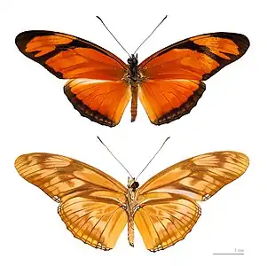 Dryas iulia alcionea Muséum de Toulouse