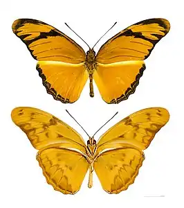 Dryas iulia dominicana Muséum de Toulouse