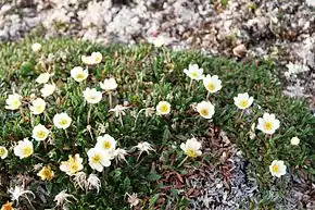 Dryas octopetala à Reinsdyrflya (nord de l'île de Spitzberg)