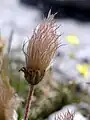 Polyakène de Dryas octopetala surmonté de styles accrescents, plumeux