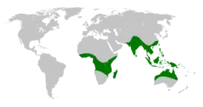 Description de l'image Drynaria distribution map.png.