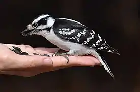 Un petit oiseau posé sur une main au plumage noir et blanc picore des graines.