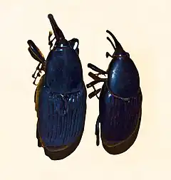 Rhynchophorus bilineatus