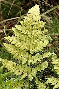 Description de l'image Dryopteris.carthusiana.jpg.