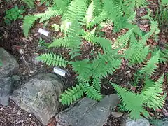 Description de l'image Dryopteris clintoniana cultivated.JPG.