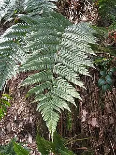 Description de l'image Dryopteris erythrosora1.jpg.