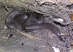 Description de l'image Duberria lutrix - slugeater snake - Cape Town 5.jpg.