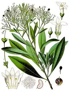 Description de l'image Duboisia_myoporoides_-_Köhler–s_Medizinal-Pflanzen-055.jpg.