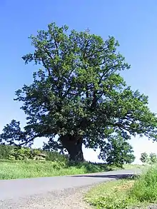 Photographie en couleurs d'un grand arbre isolé.