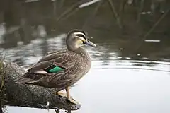 Description de cette image, également commentée ci-après