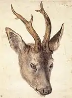 Albrecht Dürer, Tête de chevreuil, vers 1503, aquarelle.