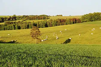 Charolaises près de Chassin.