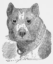 Caricature représentant un chien.
