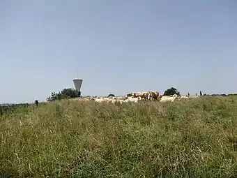 Troupeau de vaches et château d'eau en arrière-plan.