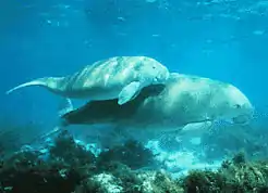 Photo d'un dugong.