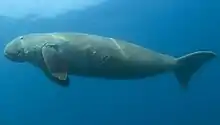 Dugong