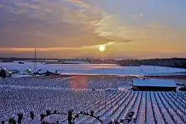 Le vignoble sous la neige.