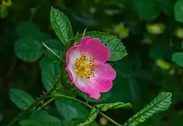 Fleur de rosier pimprenelle.